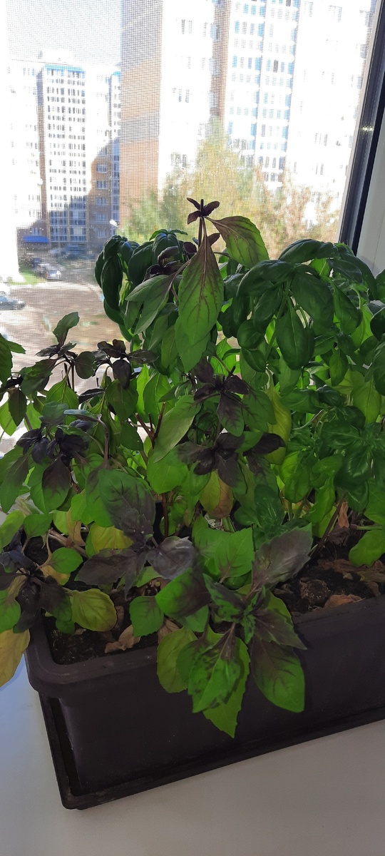 Базилик в кухне на окошке