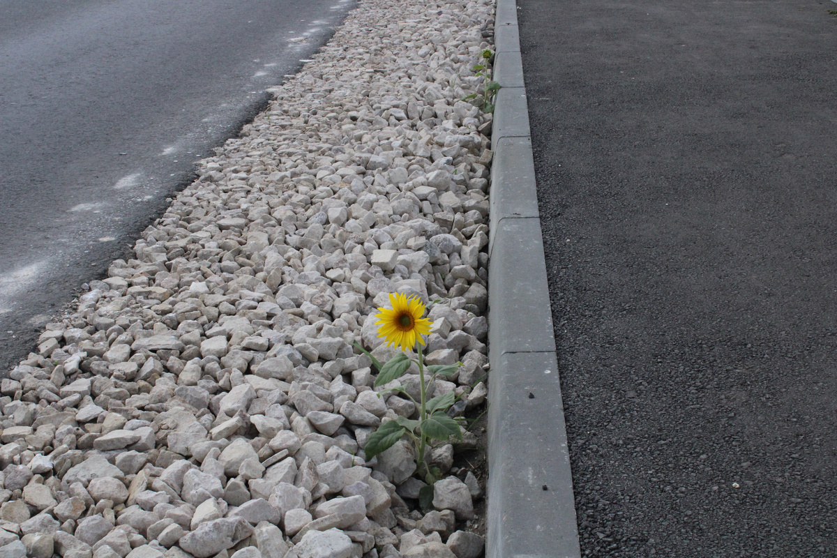 Жажда жизни 