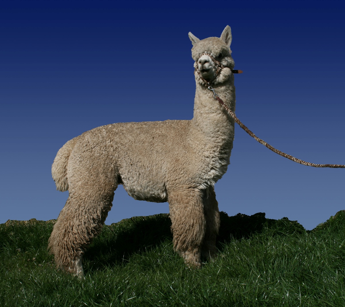 Знакомьтесь, это Зефир!