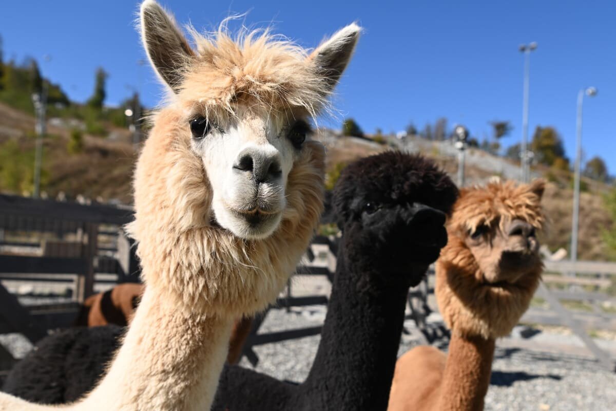Дружная компания: Уголек, Брауни и Снежок.