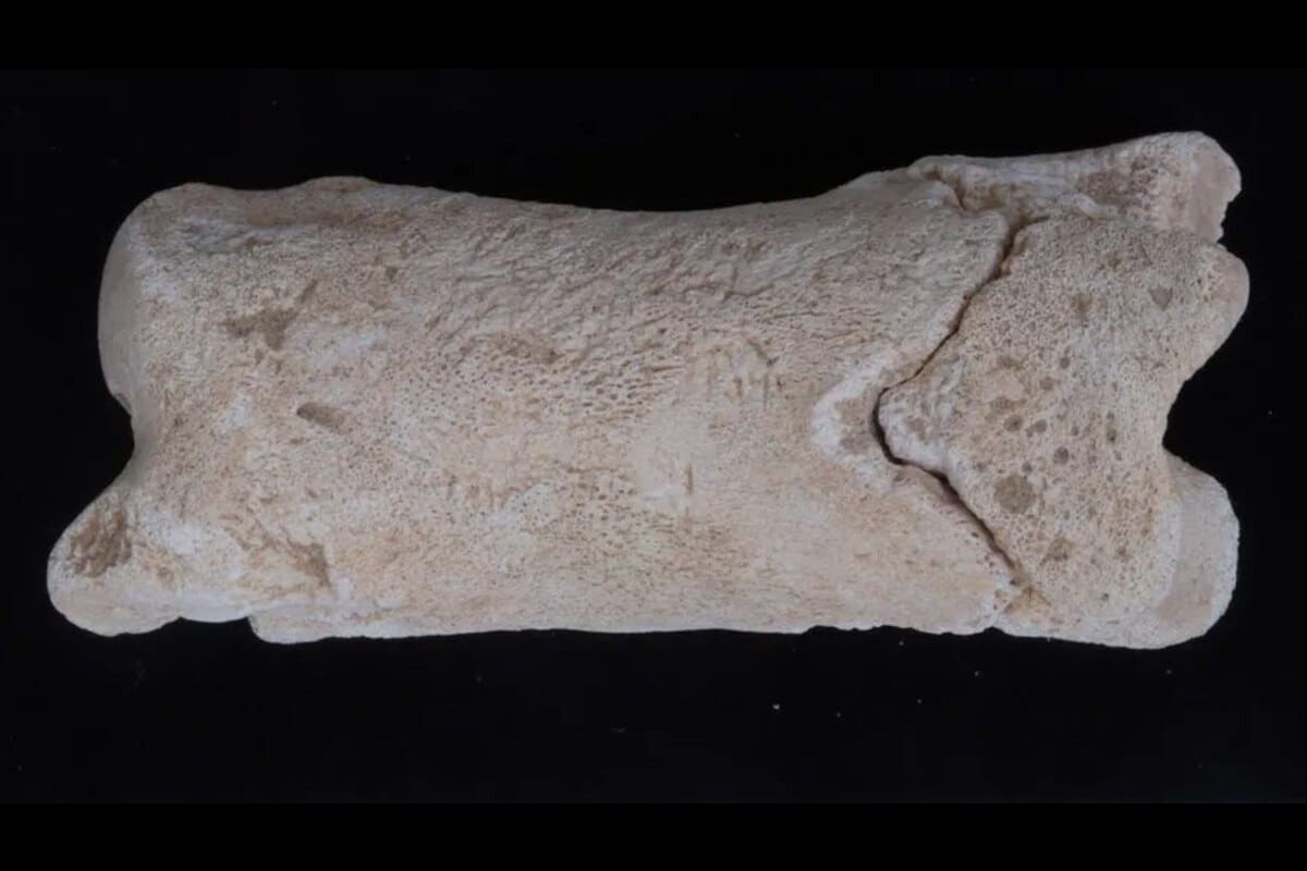    Фото: Michelle Langley, International Journal of Osteoarchaeology