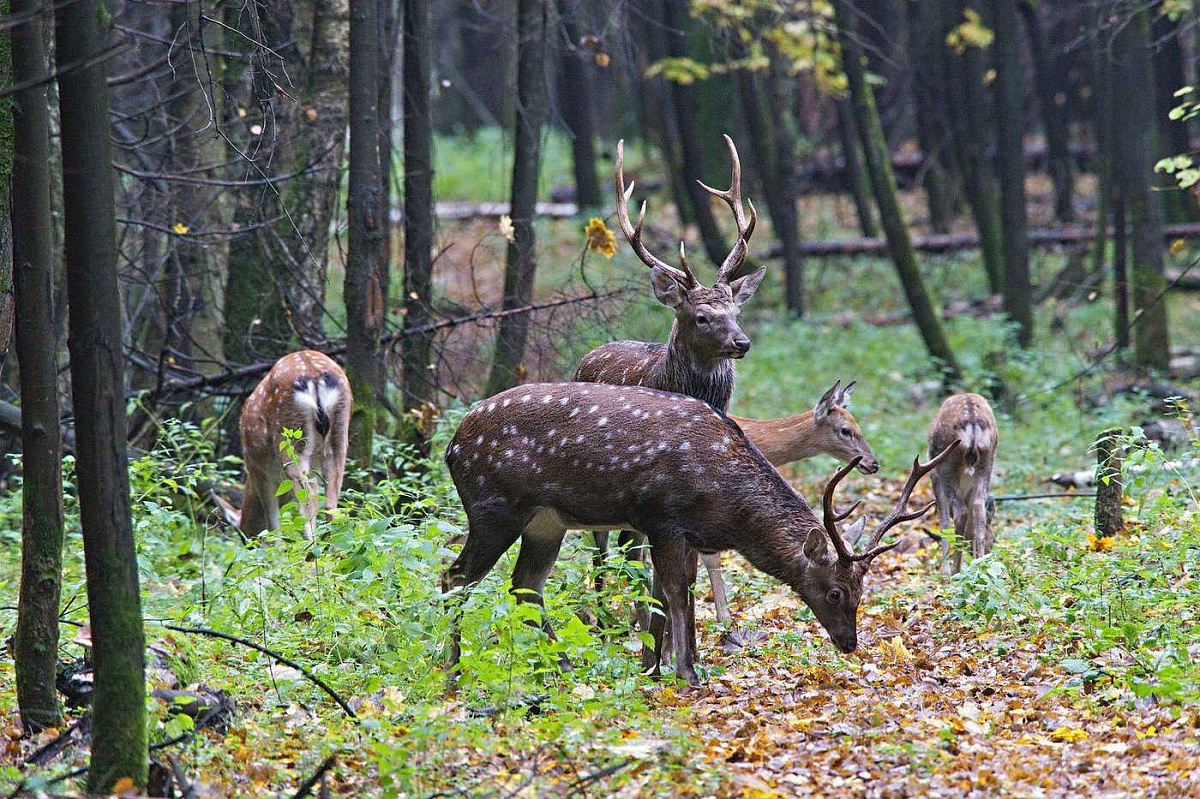 Источник: https://grafskiyhotel.ru/news/natsionalnyy-park-losinyy-ostrov-v-moskve