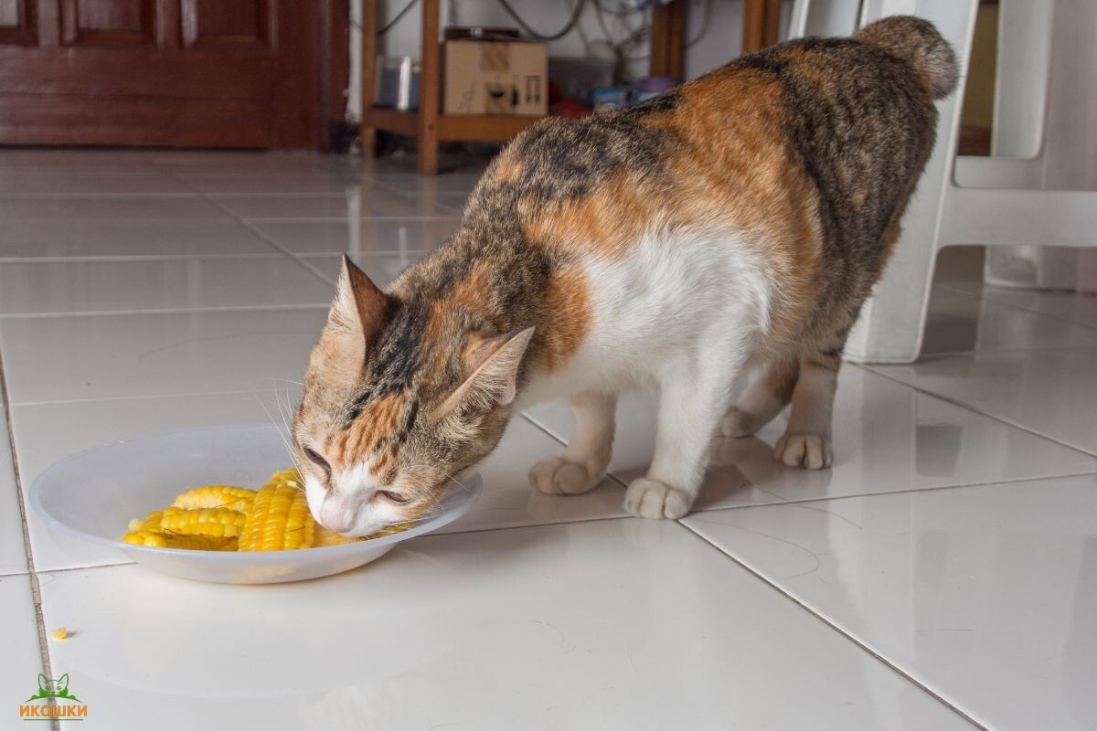 Кошка ест варёную кукурузу 