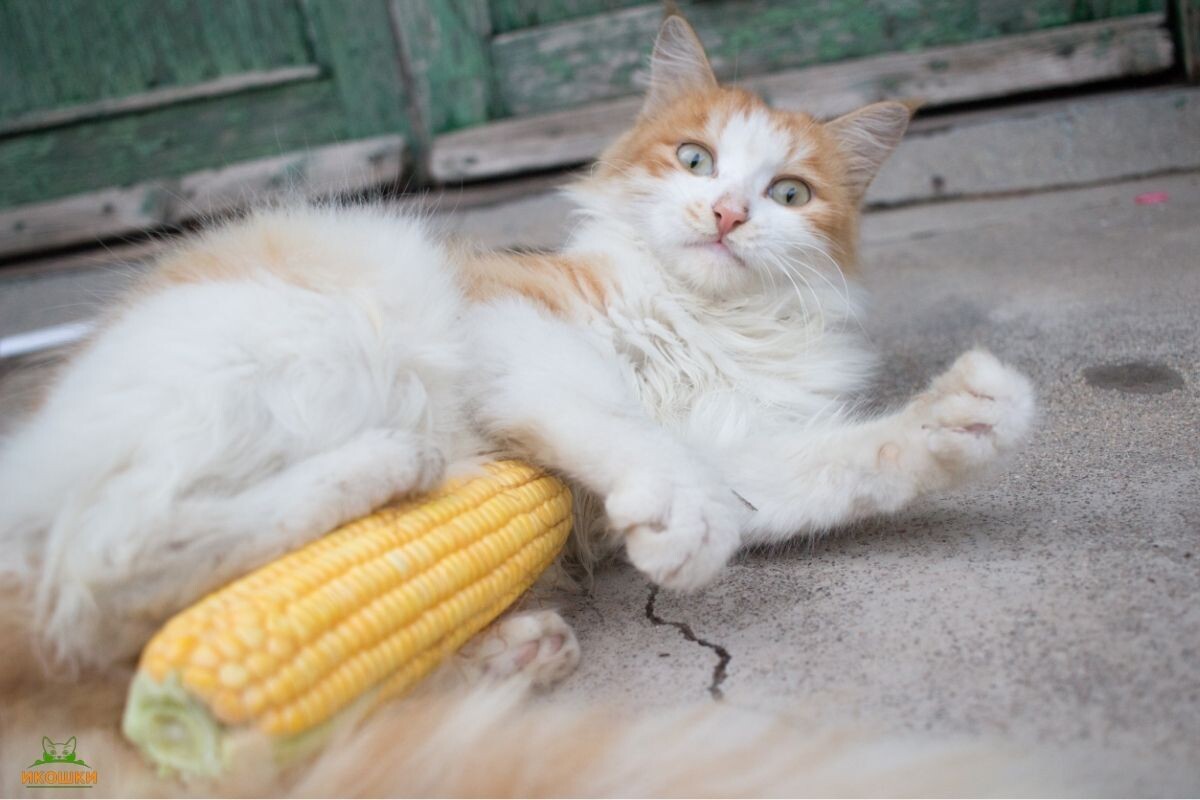 Кошка с кукурузой 