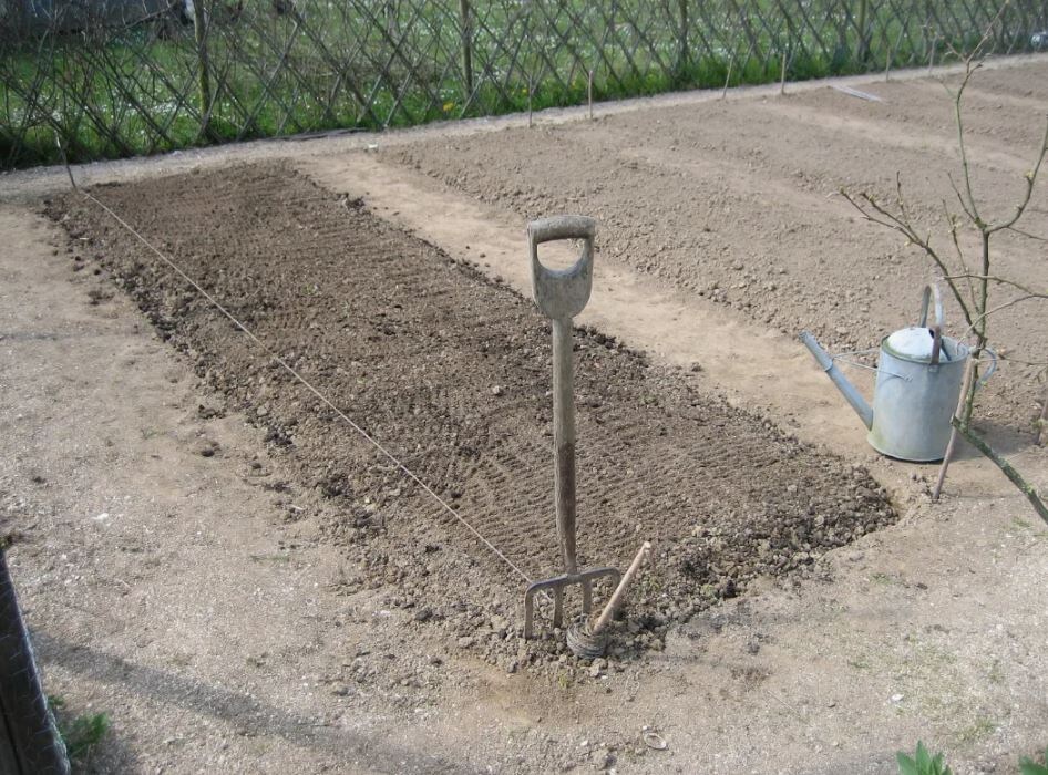 Место для посадки чеснока должно быть солнечным. 