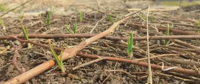 Прорастание озимого чеснока осенью нежелательно. 