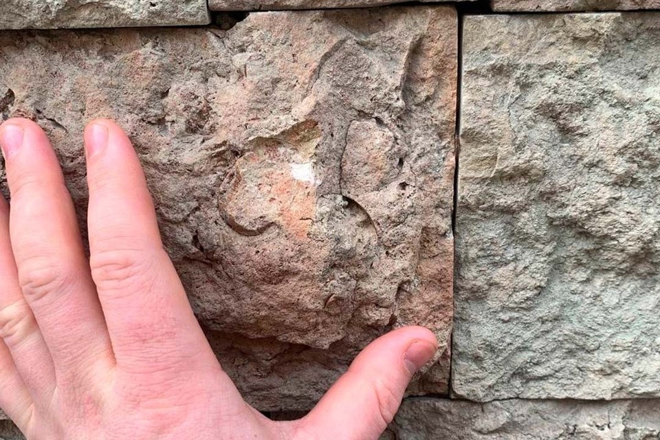    От окаменелого членистоногого остался лишь след. Фото: Антон Барашенков/t.me/russianfossils