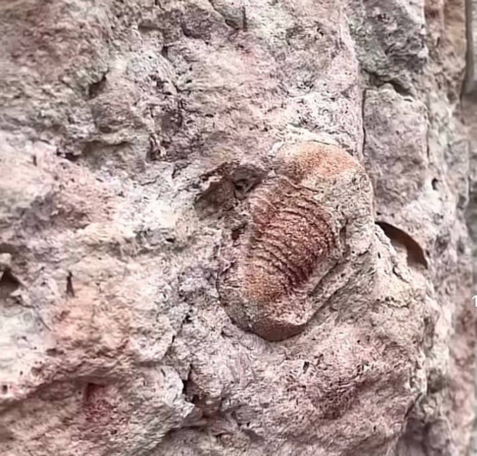    Из стены торчали голова и хвост. Фото: Антон Барашенков/t.me/russianfossils