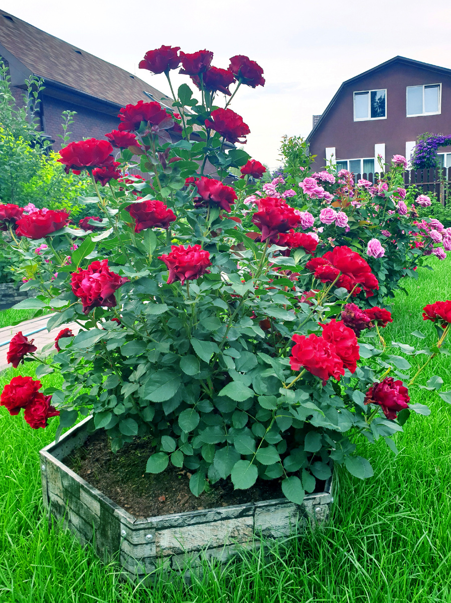 Первая волна цветения. Июль 2025 г. На переднем плане Омаж а Барбара. На заднем плане Кармен Вьюрт.