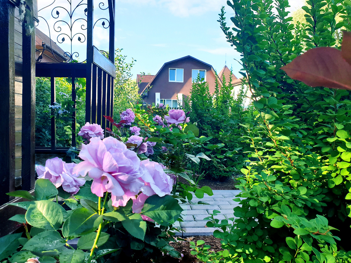 Лав Сонг. 20 сентября 2025 г.  Листья у роз мокрые не от полива. Мыла ступеньки и намочила.