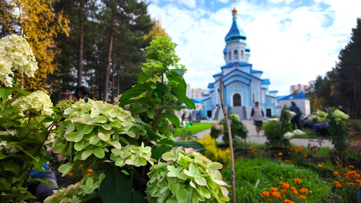    Гортензии украсили территорию Сургутского монастыря Божией Матери «Умиление»