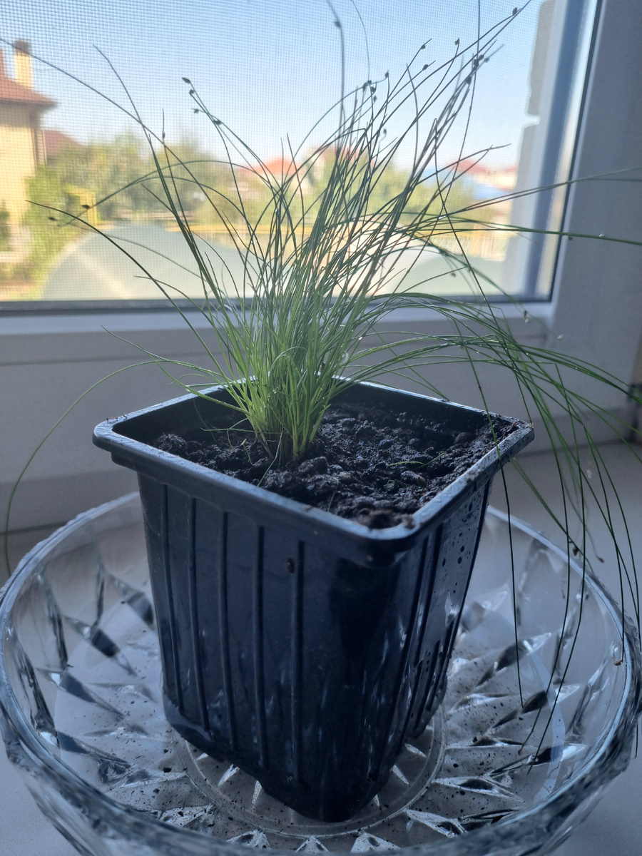 Фото : Зеленая леди, сад, семья и томатный сок 