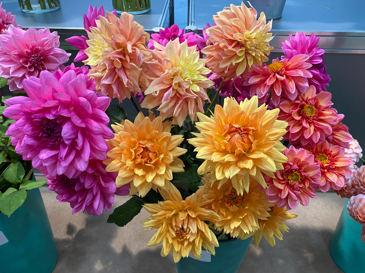 Георгины на выставке Green Expo 2025