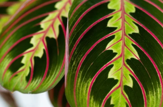 Maranta