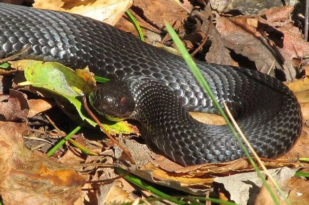    Увидеть змею в лесу считалось большим несчастьем.