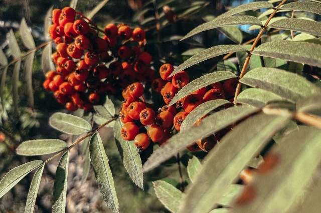    Рябина в этот день нельзя было ломать. Фото: АиФ/ Дарья Галеева