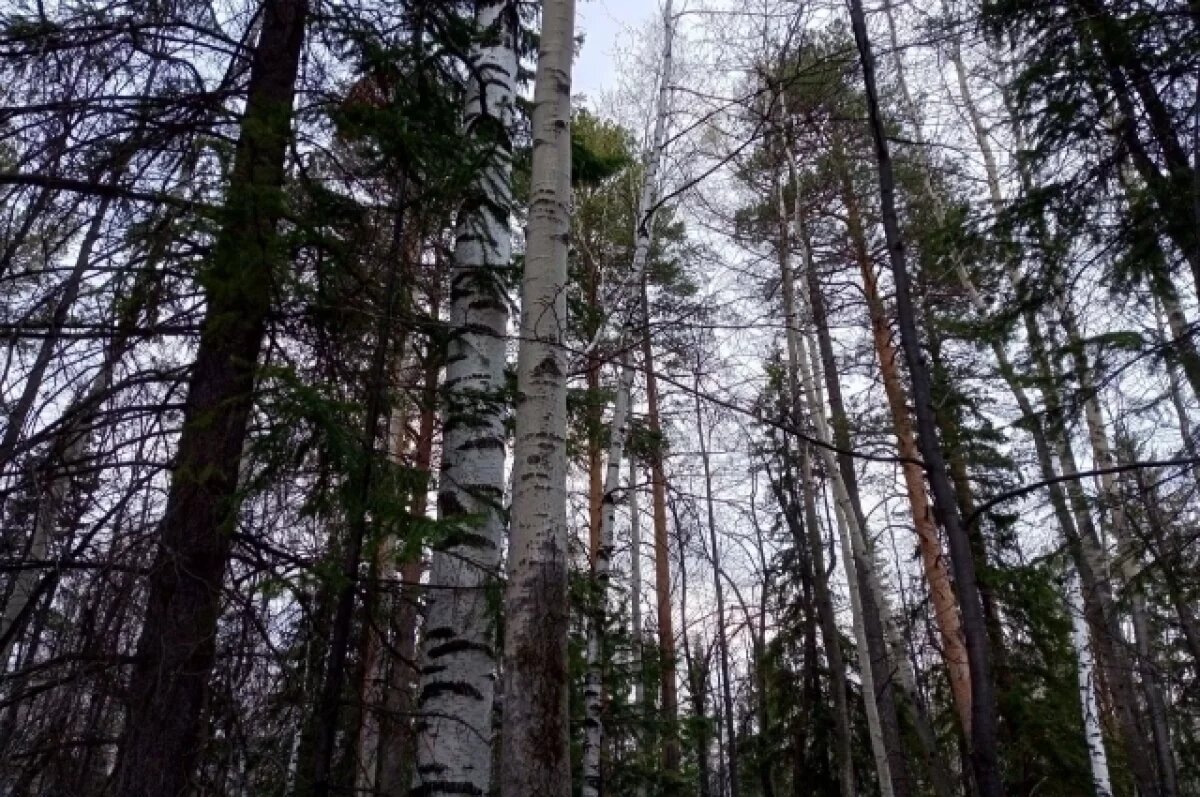    Молодой житель Перми с подругой потерялись в лесу в Камской долине