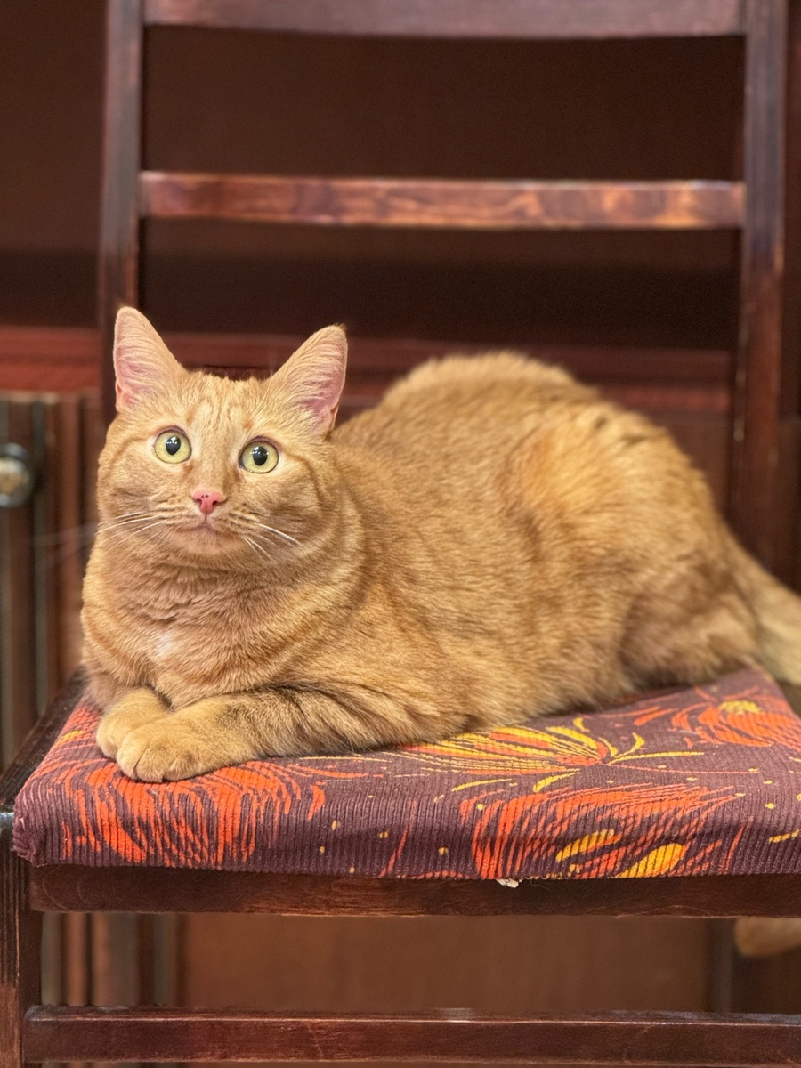    Как кошки предупреждают своих хозяев - жаль, что мы не понимаем