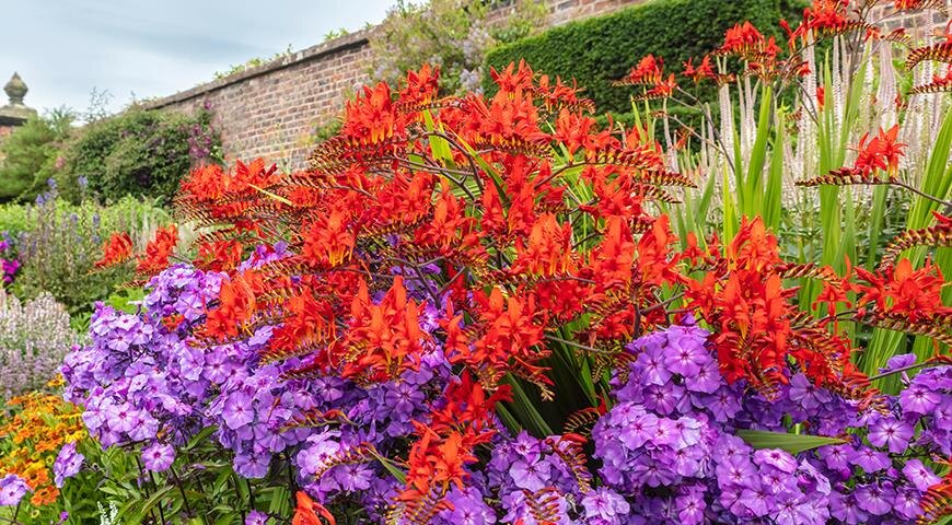 Крокосмия Lucifer, Люцифер - самый популярный культивар крокосмии, в цветнике с флоксами