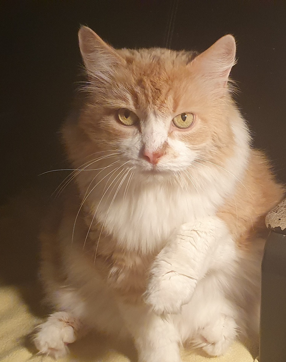 Сынок Ося. Фото автора.