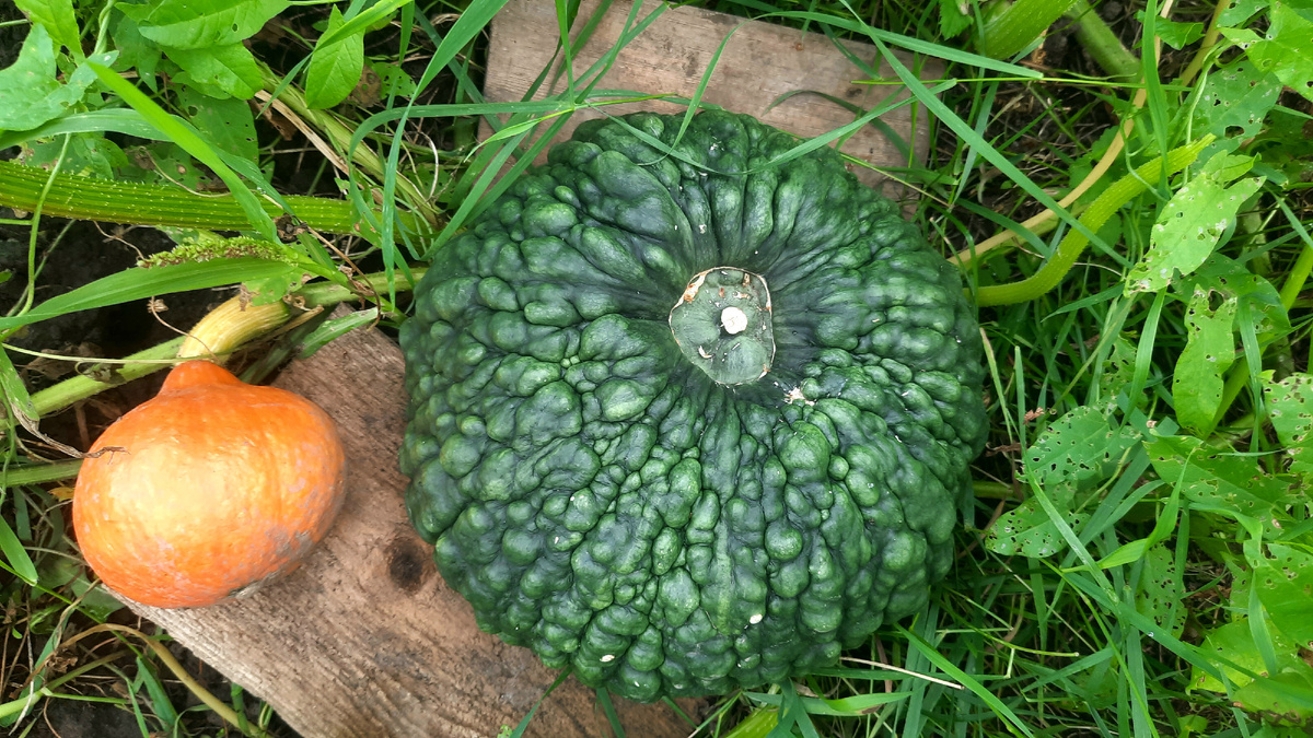 Фото автора. Бородавчатая тыква "Марина из Киоджа" в августе 2024г. Рядом - "Красная малышка".
