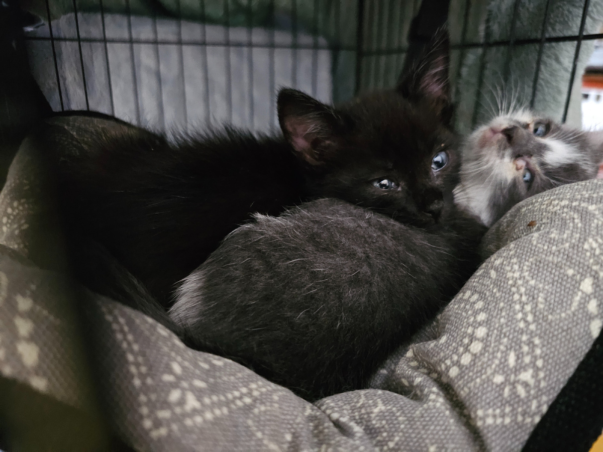 Фото автора. Малыши которых сейчас спасаем.