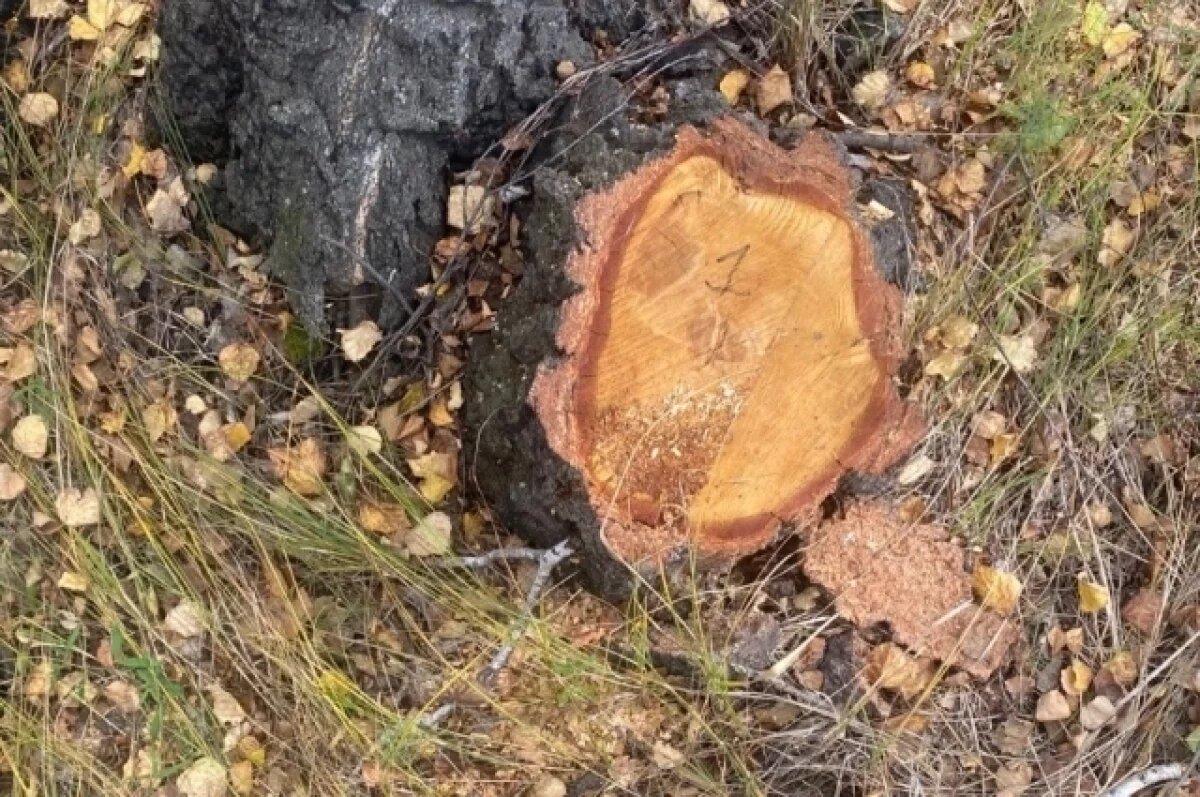    В Карталах задержали дровосека за вырубку 28 берёз