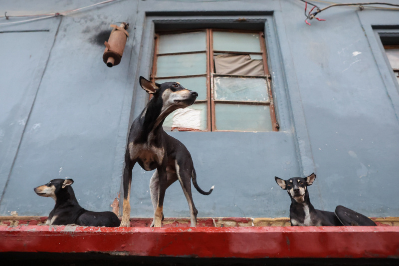    Belkin Aleksey/Globallookpress