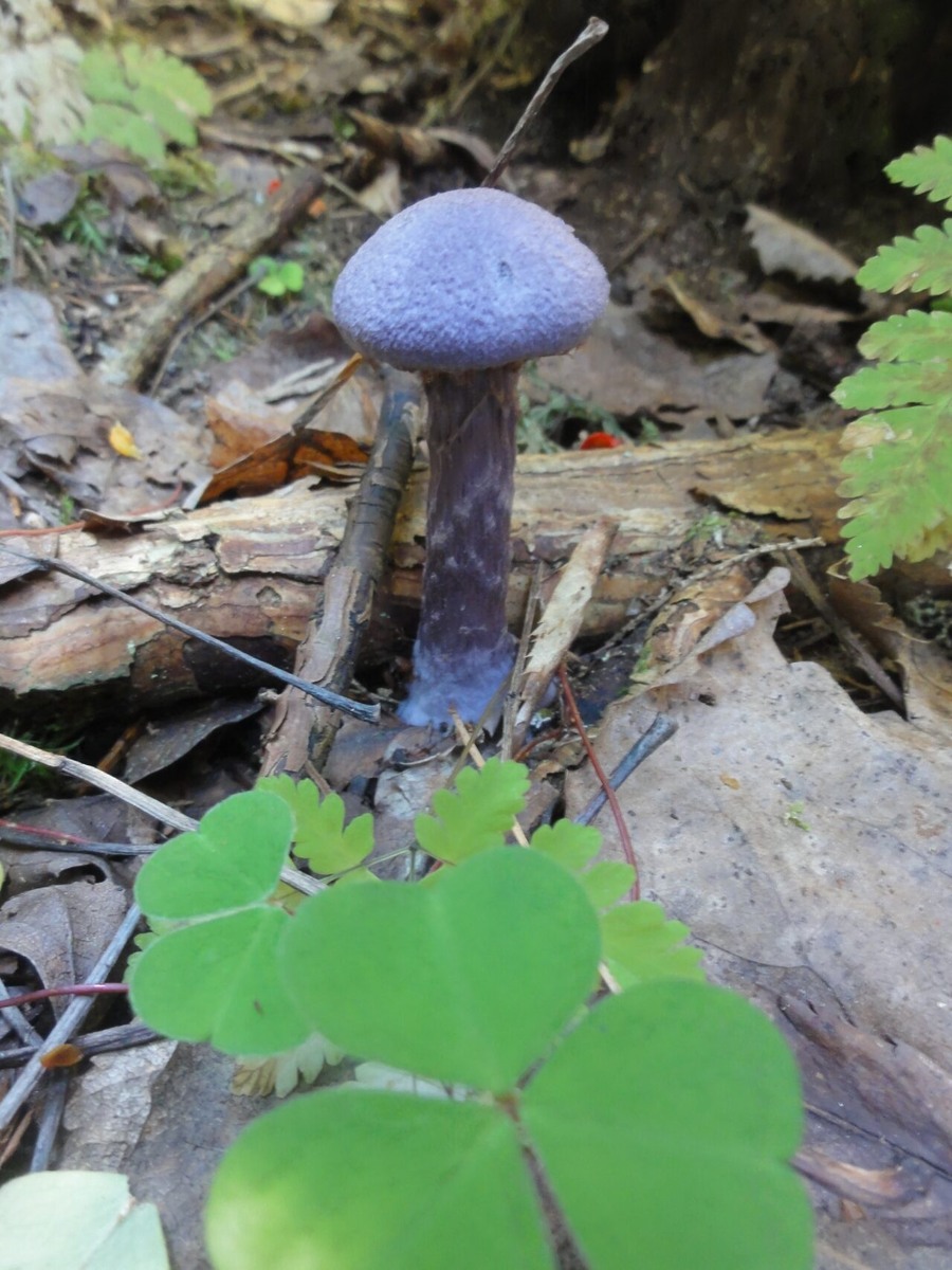    Паутинник фиолетовый. Фото: нацпарк «Водлозерский» / ВКонтакте
