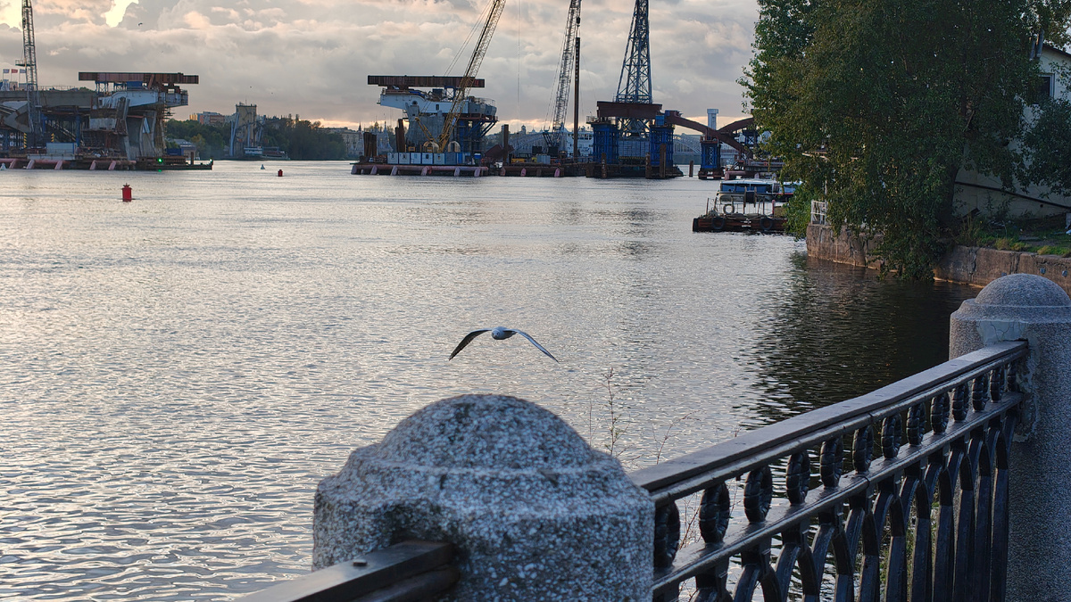 Вот первая чайка. Летит прямо ко мне. Если приглядитесь- видно как смотрит на меня 🫣