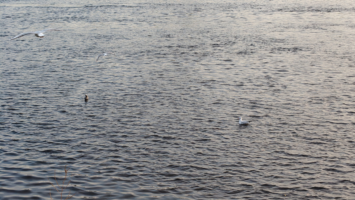 А эти чайки меня не замечают- плавают и летают 