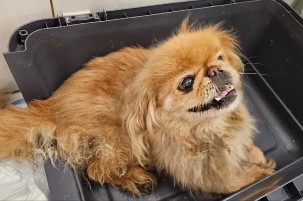    В Тюмени нашли собаку в мусорном баке со следами издевательств