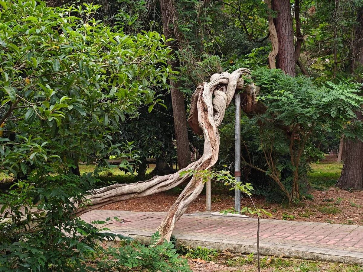    Фото: пресс-служба Сочинского национального парка