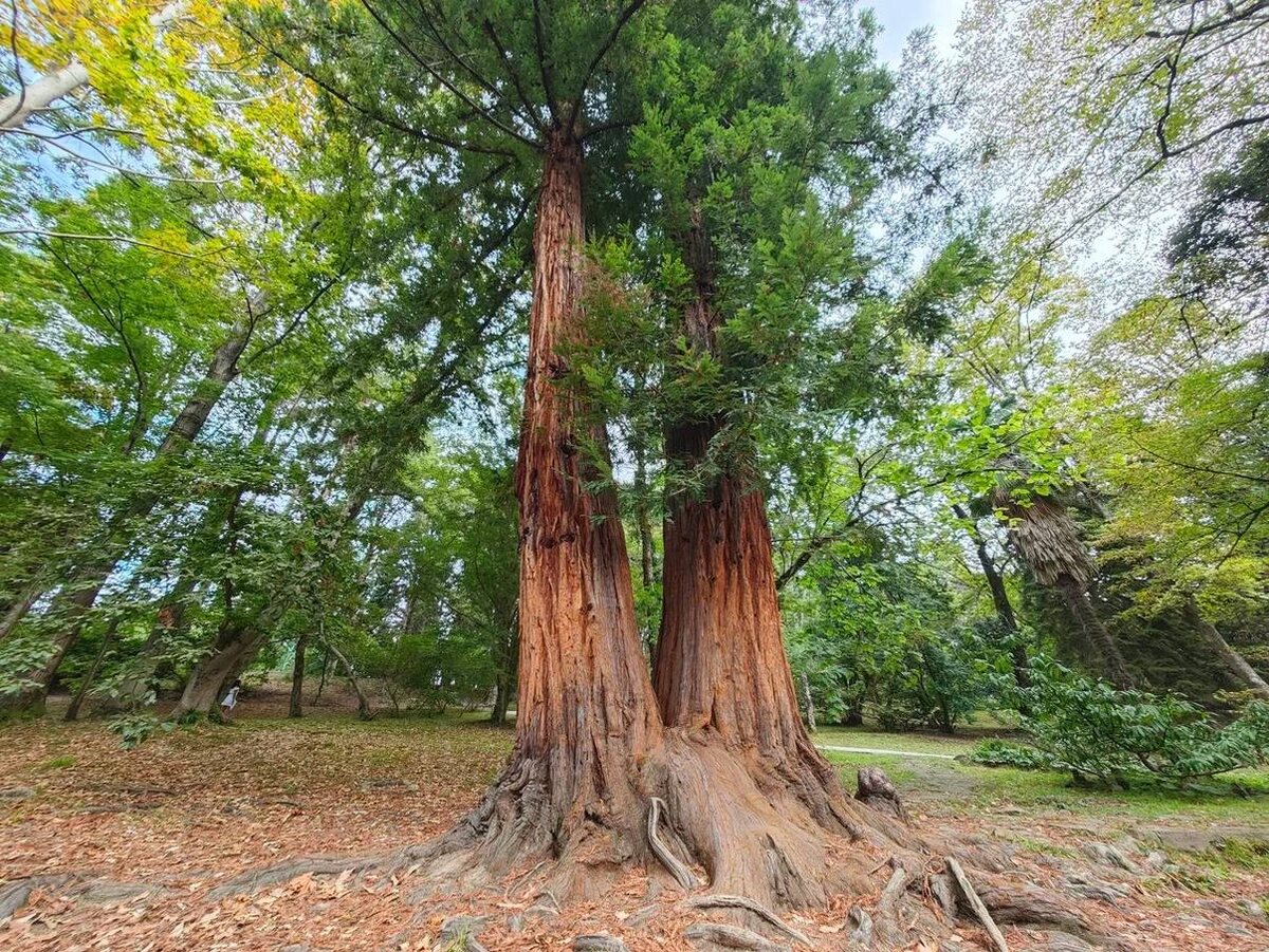    Фото: пресс-служба Сочинского национального парка