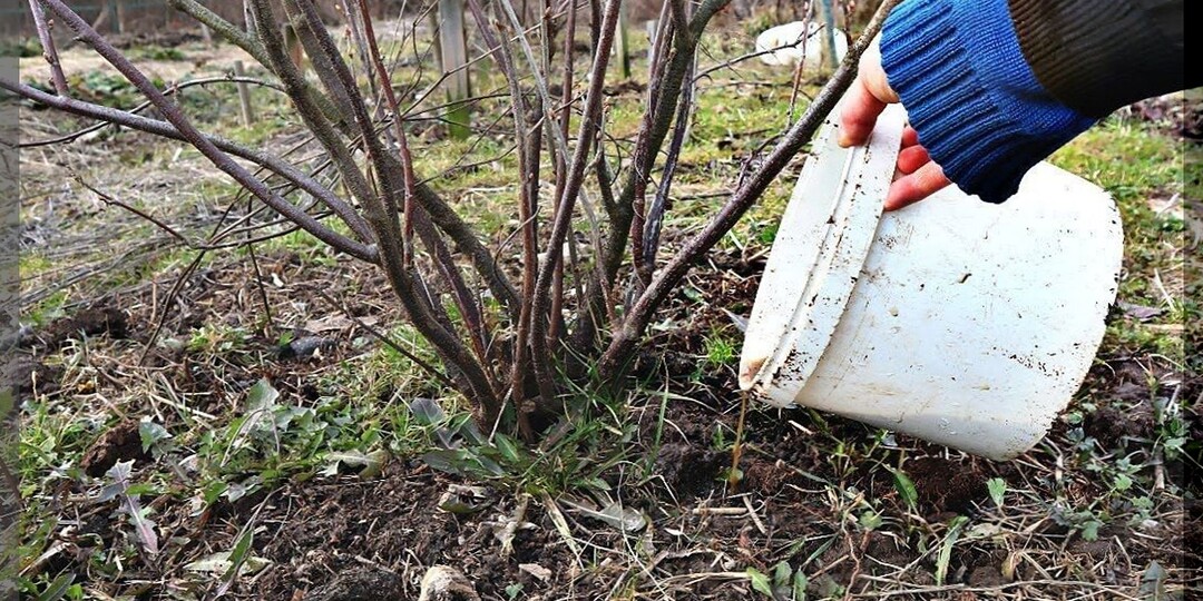 Как подготовить смородину к зиме: что нужно сделать со смородиной осенью, чтобы урожай в следующем году был еще больше