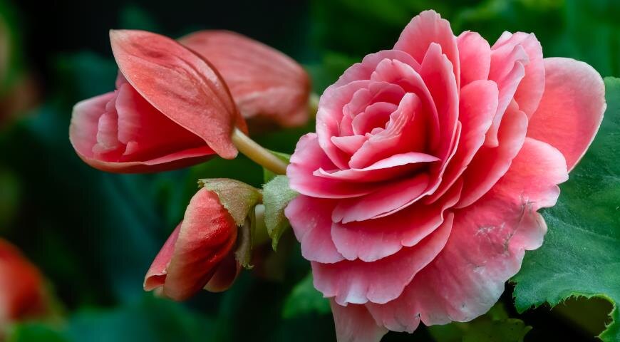 Бегония клубневая Trumpet Roseform