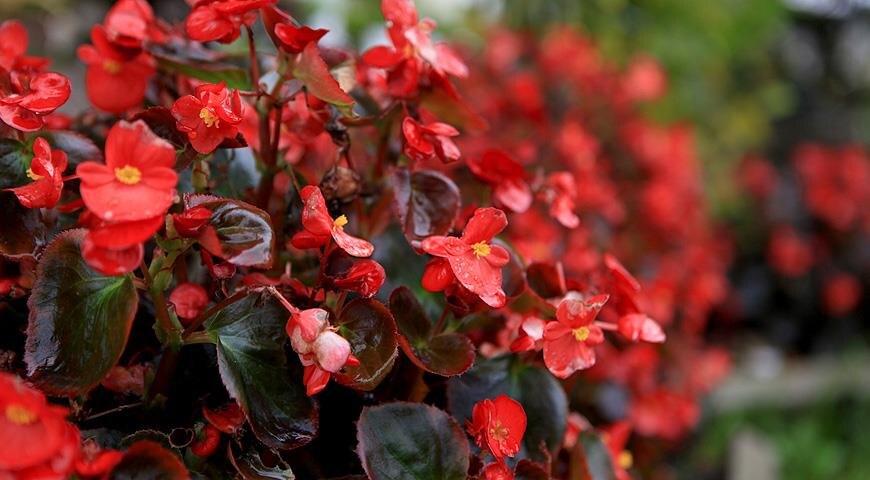 Бегония всегдацветущая (Begonia semperflorens)