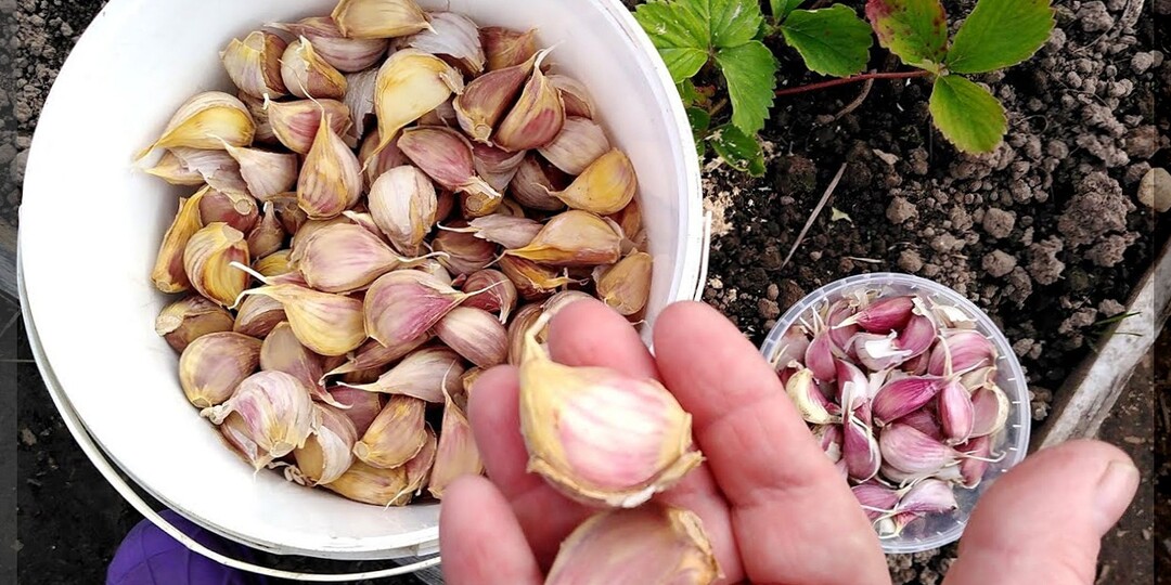 В чем замочить чеснок, лук и луковичные цветы перед посадкой для дезинфекции: самые эффективные способы дезинфекции луковых перед посадкой