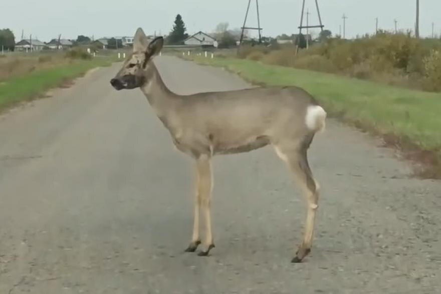 Скриншот с видео из группы «Типичный Курган» в соцсети «ВКонтакте».