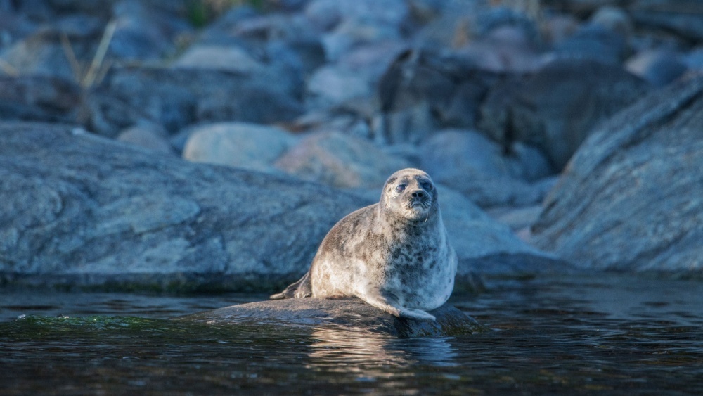     Фото: Alexey Kharitonov/Shutterstock/FOTODOM