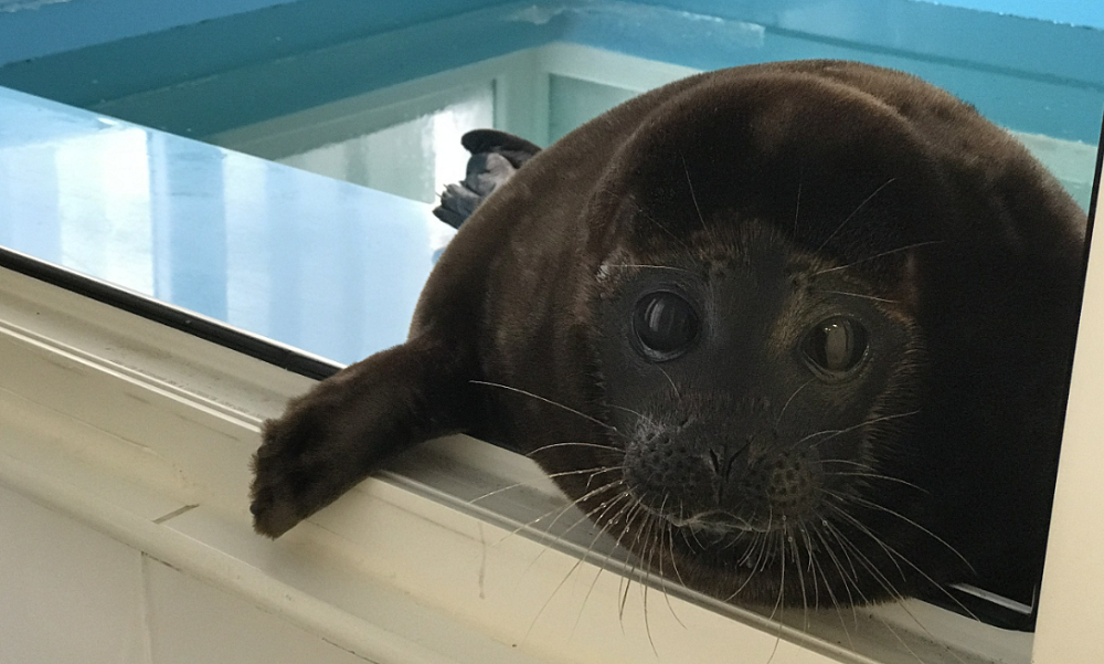     Фото: Фонд друзей балтийской нерпы