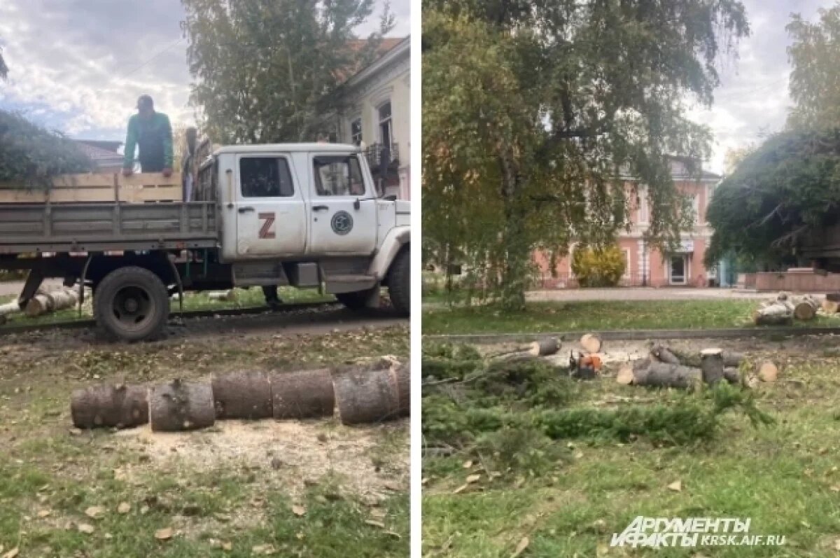    Красноярцы пожаловались на срубленные ели в центре города