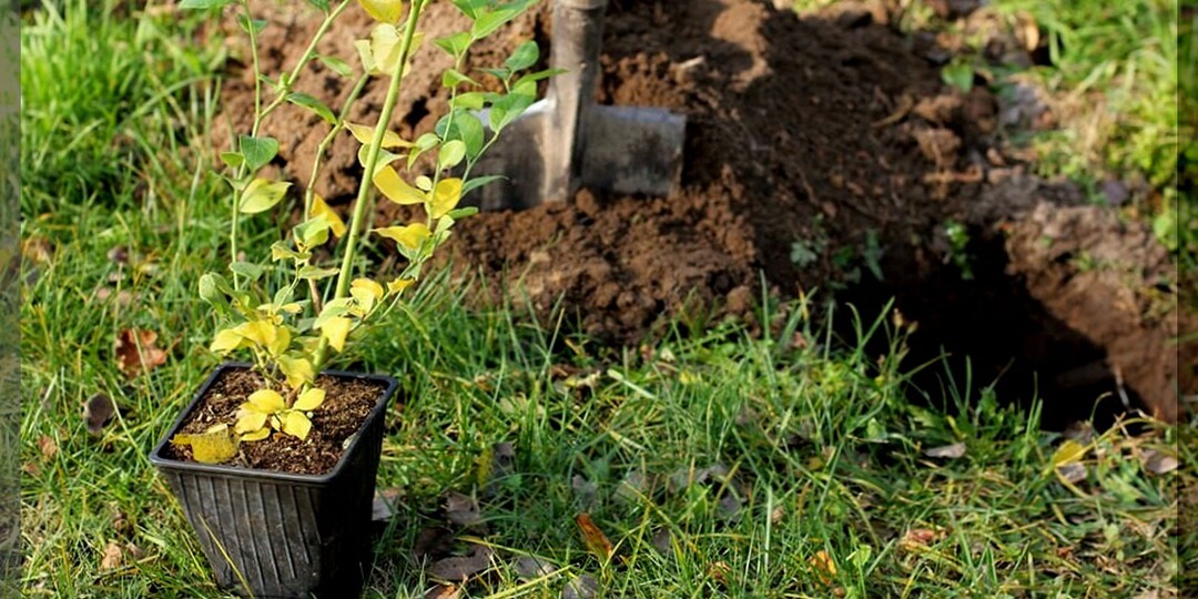 Как выбрать правильное место для посадки голубики: как правильно посадить садовую высокорослую голубику