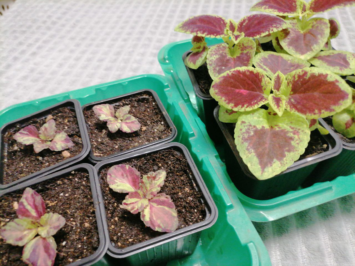 Рассада колеусов, фото атвора