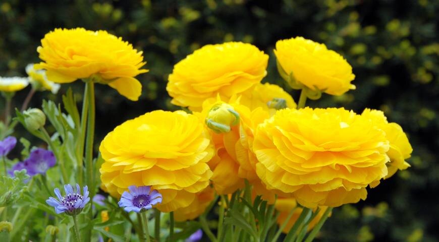 Ранункулюсы (Ranunculus asiaticus)