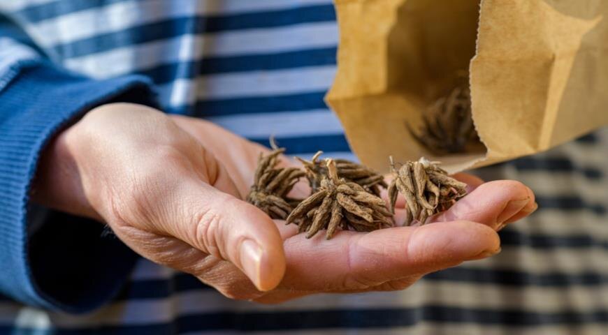 посадочный материал ранункулюсов