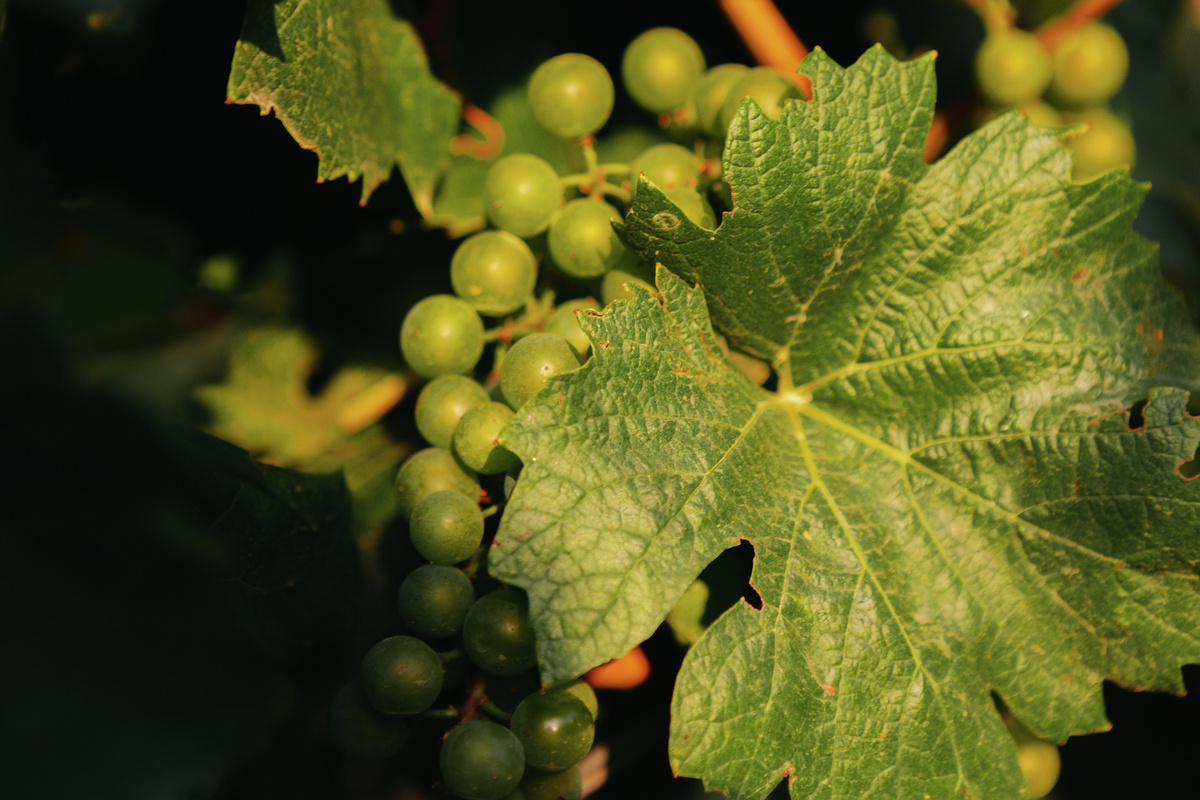 Виноград
© Туристический портал Республики Крым