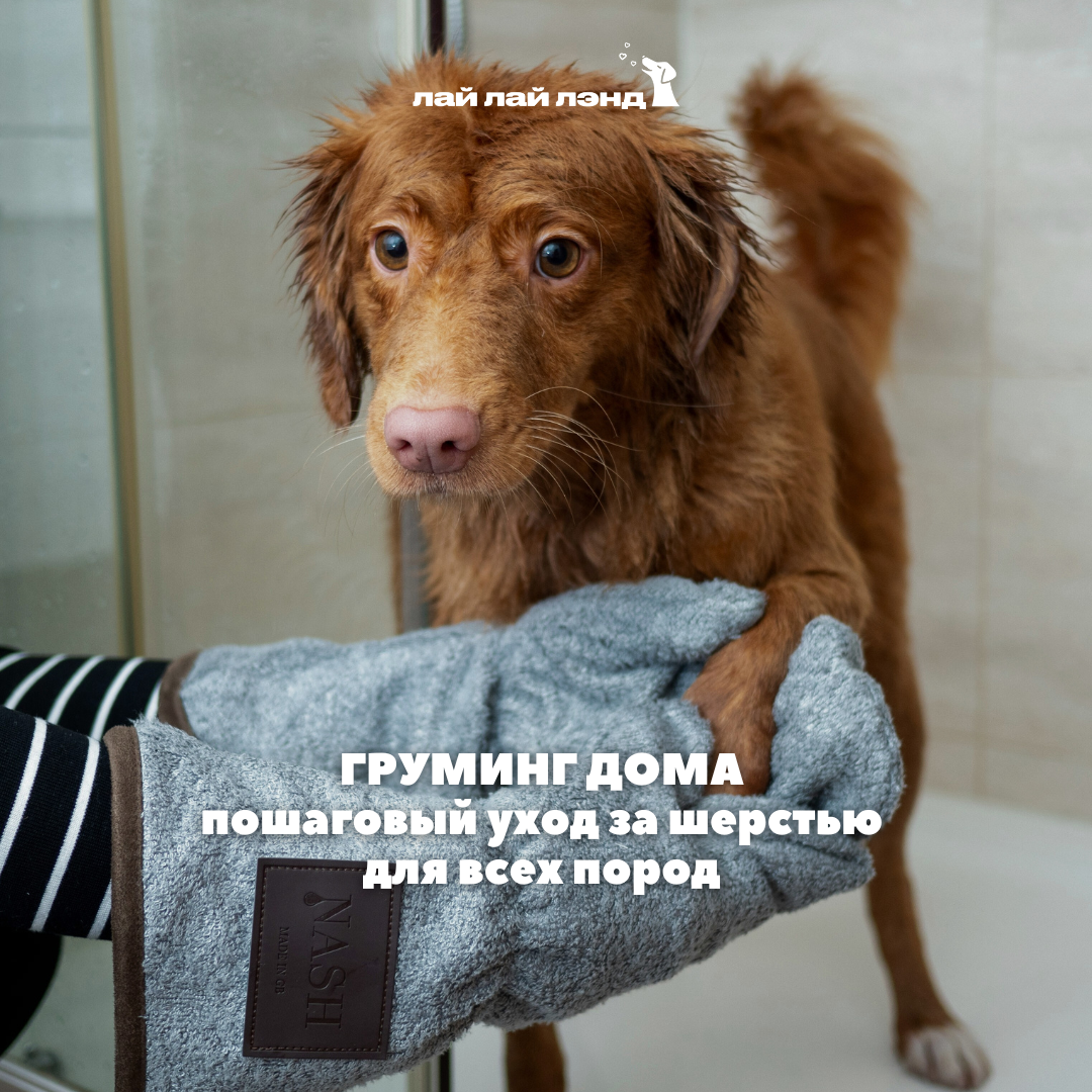 Лай-Лай Лэнд: cамое доброе комьюнити, где собаки — часть семьи 💙
