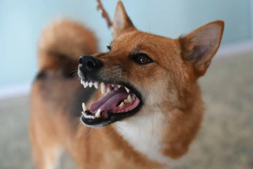     © РИА Новости. Кирилл Каллиников