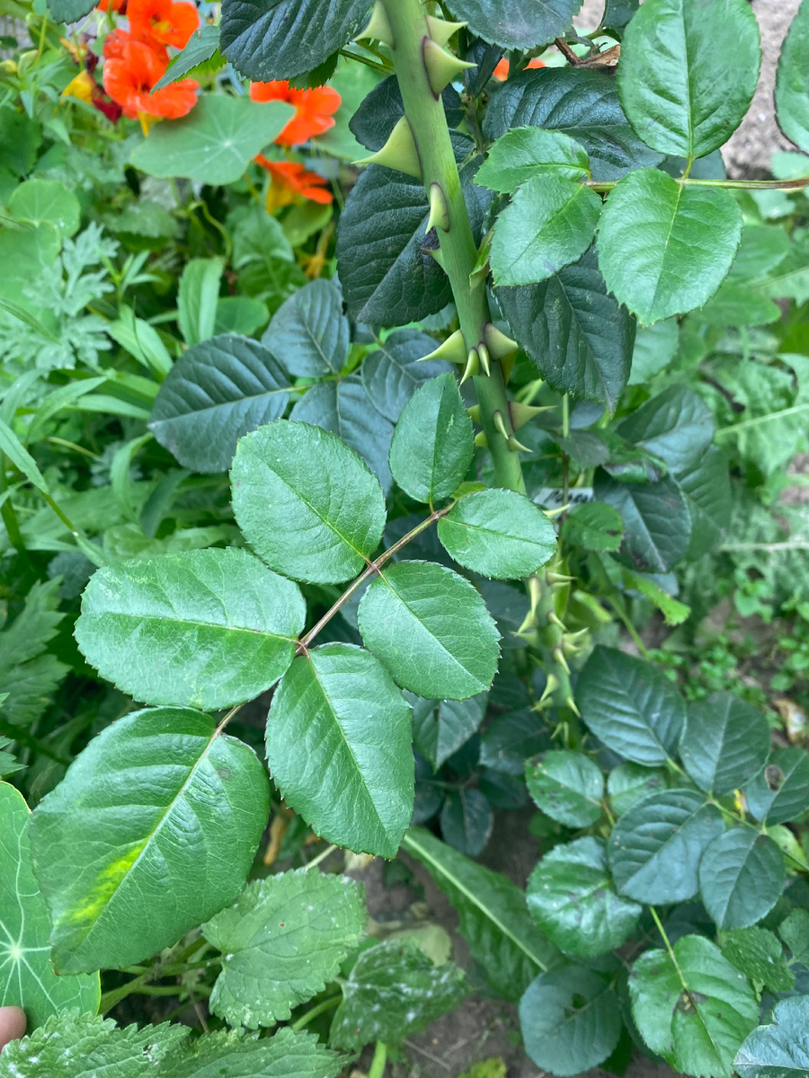 Лист с 7 листочками и странный побег, фото автора